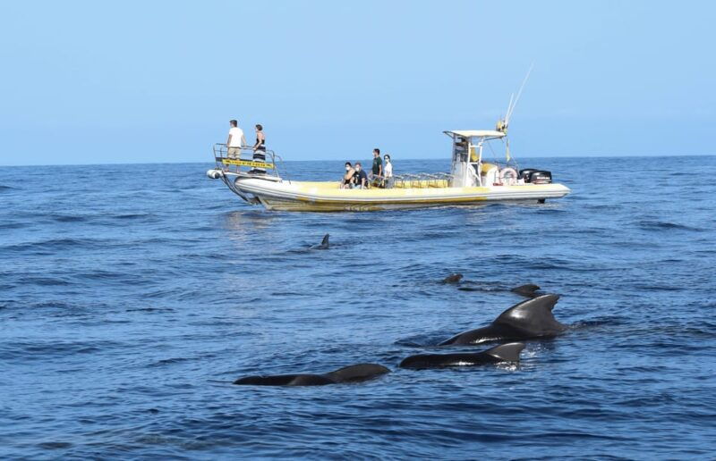 Los Gigantes: Dolphin and Whale Watching Cruise by Speedboat - Good To Know