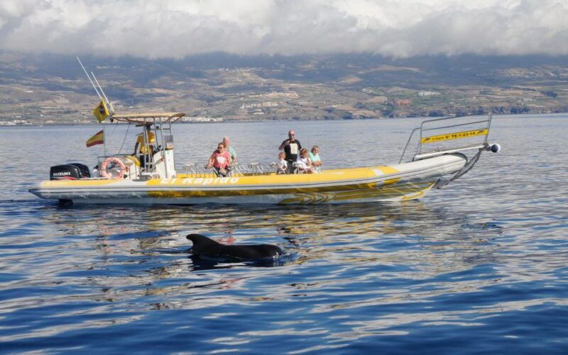 Los Gigantes: Dolphin and Whale Watching Cruise by Speedboat - Highlights of the Experience