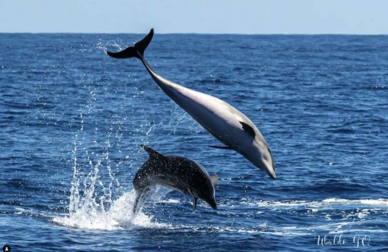 Los Gigantes: Dolphin and Whale Watching Cruise by Speedboat - Swimming in Pristine Bays