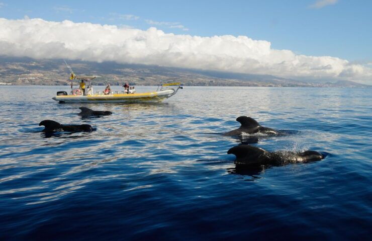 Los Gigantes: Dolphin and Whale-Watching Speedboat Tour - Good To Know