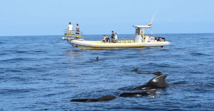 Los Gigantes: Dolphin and Whale-Watching Speedboat Tour - Tour Details
