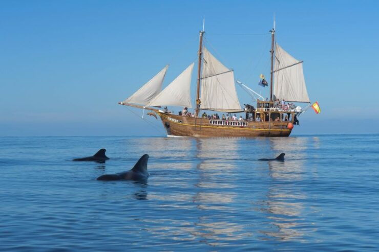 Los Gigantes: Dolphin and Whale Watching Tour With Drinks - Good To Know