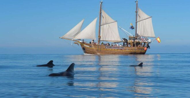 Los Gigantes: Dolphin and Whale Watching Tour With Drinks - Booking Information