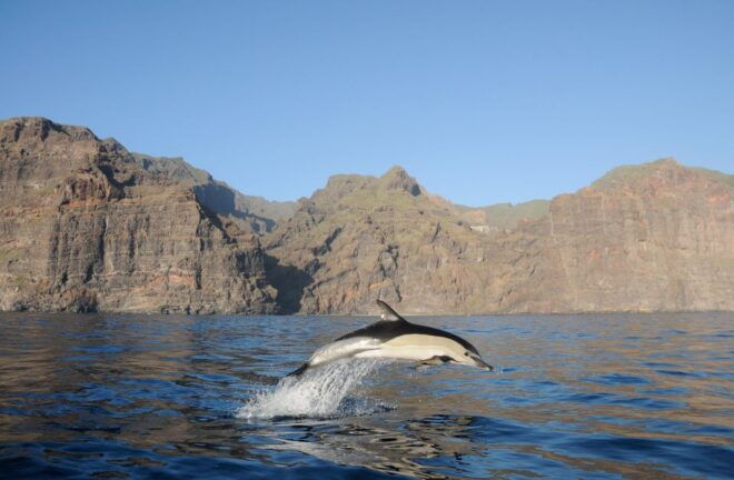 Los Gigantes: Dolphin and Whale Watching Tour With Drinks - Customer Reviews
