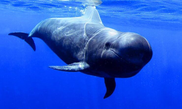 Los Gigantes: Dolphin and Whale Watching Tour With Drinks - Experience Highlights