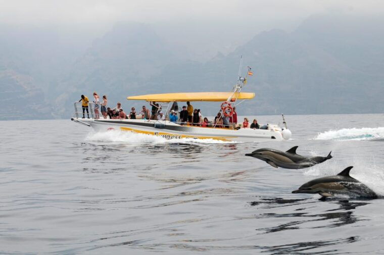 Los Gigantes: Dolphin & Whale Watching Cruise With Swim Stop - Meeting Point and Accessibility