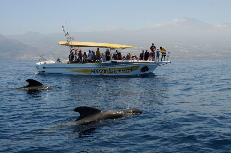 Los Gigantes: Dolphin & Whale Watching Cruise With Swim Stop - Swimming Stop