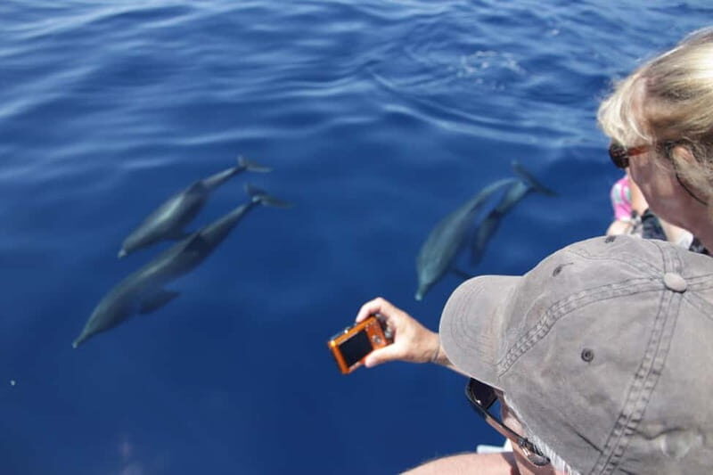 Los Gigantes: Whale or dolphin watching and swimming tour in Masca - An In-Depth Look at the Tour