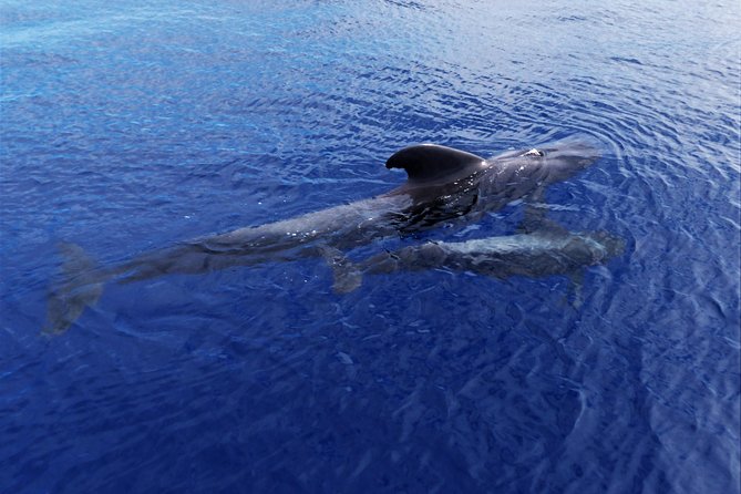 Los Gigantes Whale Watching Charter by Sail Boat - Common Questions