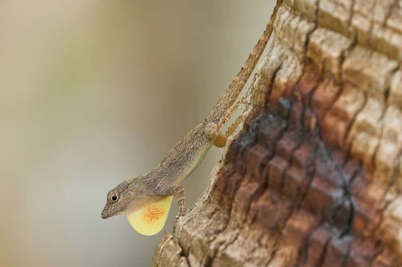 Los Haitises All One: Kayaking, Hiking, Boat, and Swimming - Final Thoughts