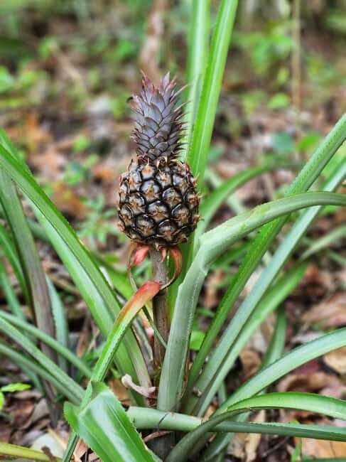 Los Haitises: Boat Excursion and Walking Tour with Lunch - FAQ