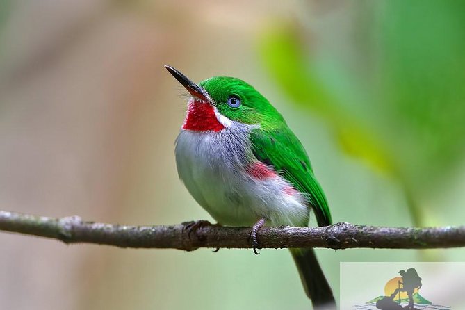 Los Haitises From Punta Cana or Bavaro Areas With Locals - Local Guides and Cultural Insights