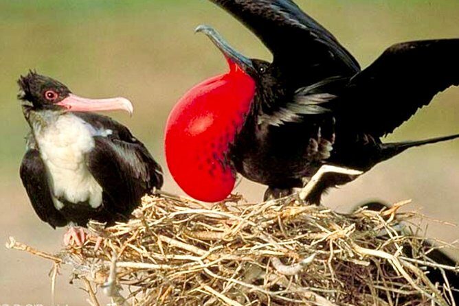 Los Haitises National Park and Cayo Levantado Island Day Trip from Samana - What the Tour Includes and What to Consider