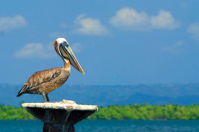 Los Haitises National Park - Hiking in Rain Forest Private Boat to Caves - Private Boat Excursion