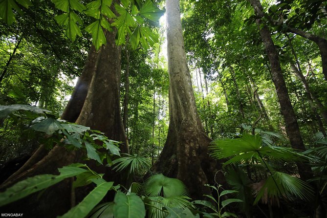 Los Haitises National Park Tour From Las Terrenas or Samana (Half Day Trip) - Tour Highlights
