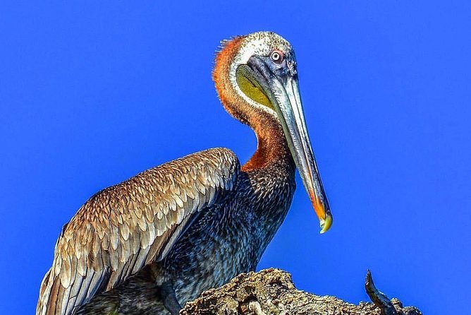 Los Haitises National Park Tour From Punta Cana Montana Redonda and Cano Hondo - Tour Highlights and Itinerary