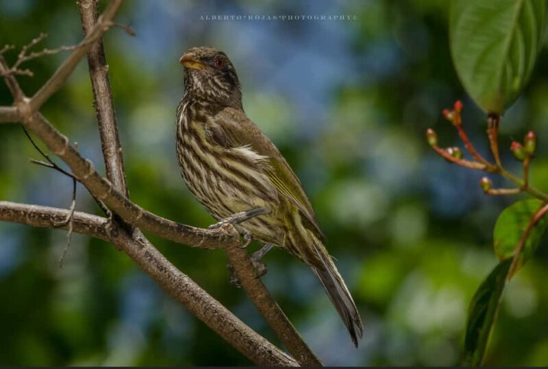 Los Haitises: Sunrise or Sunset wildlife focus - FAQ