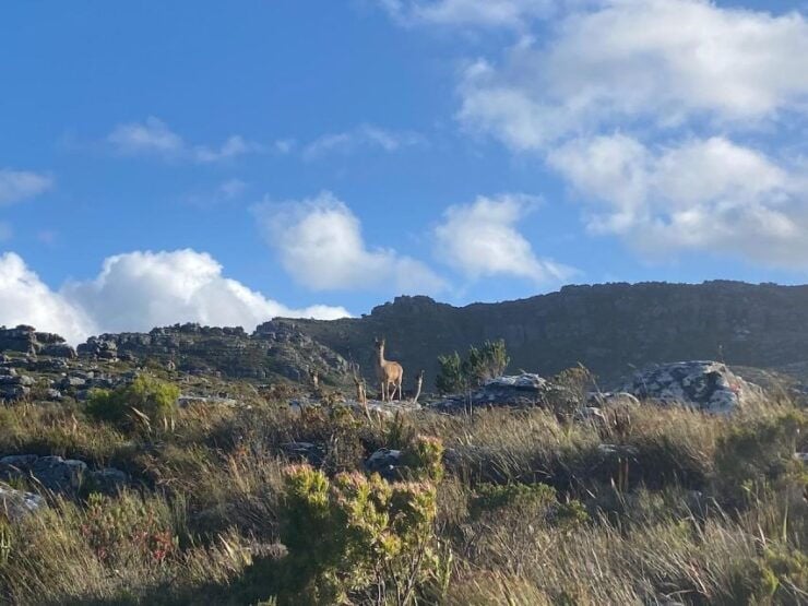 Lose the Crowds: Kasteelspoort & the Diving Board - Experience the Camps Bay Sunrise