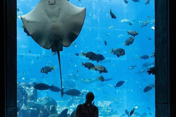 Lost Chamber Aquarium in Atlantis, Dubai - Additional Information