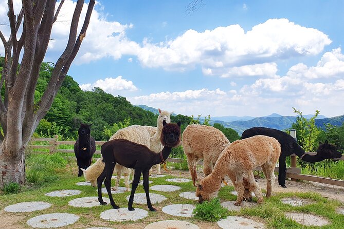 Lotte World & Alpaca World & Nami Island Private Tour - Additional Details
