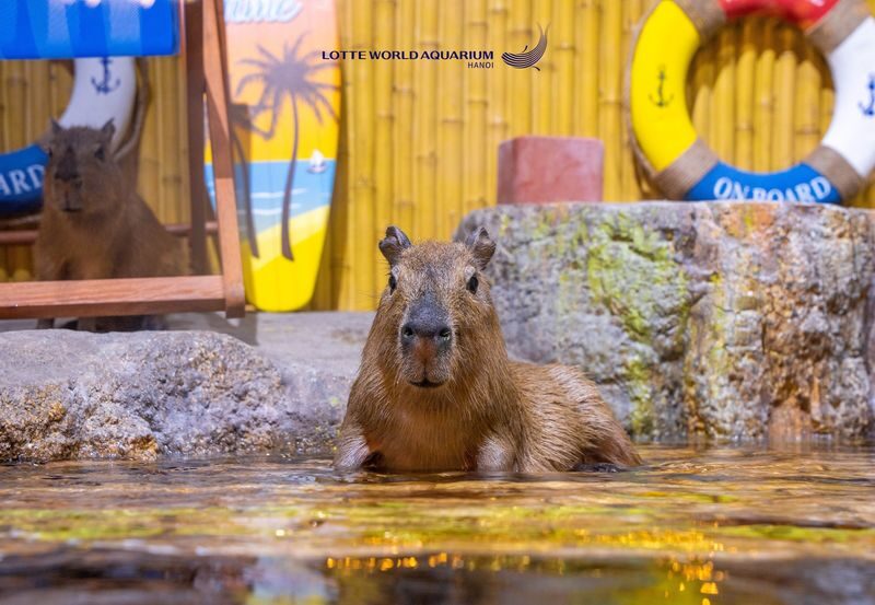 Lotte World Aquarium Hanoi Ticket - Follow the 650-meter route at your own pace