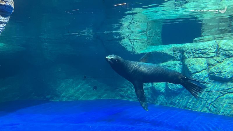 Lotte World Aquarium Hanoi Ticket - Make the mall location work for you