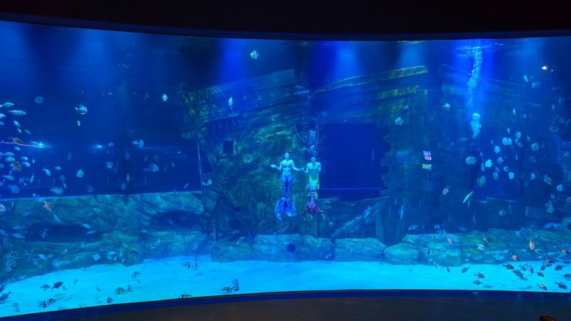 Lotte World Aquarium Hanoi Ticket - Should you book Lotte World Aquarium Hanoi?
