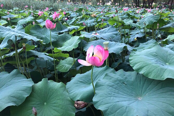 Lotus Festival in Buyeo and Jeonju Hanok Village Tour From Seoul - Pricing and Booking