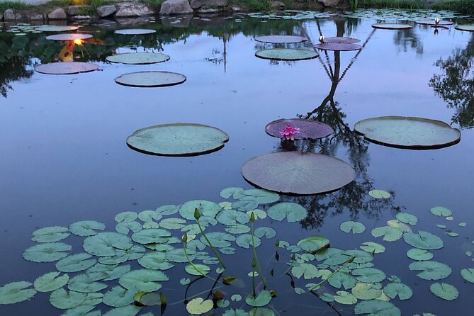 Lotus Festival in Buyeo and Jeonju Hanok Village Tour From Seoul - The Sum Up