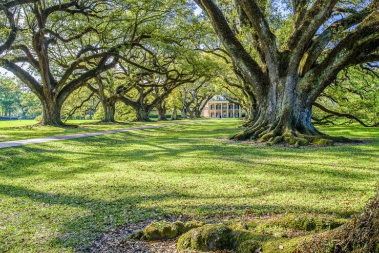 Louisiana Plantation Country Half-Day Tour - Tour Details