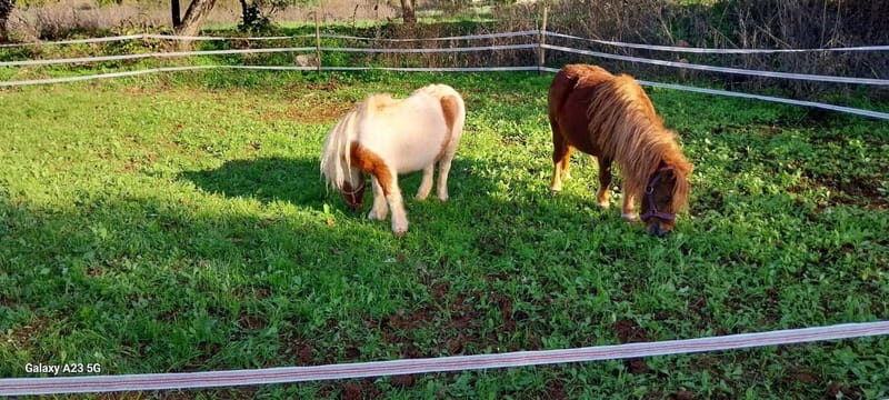 Loulé: Guided Horse Riding in the Hills of salir - Good To Know