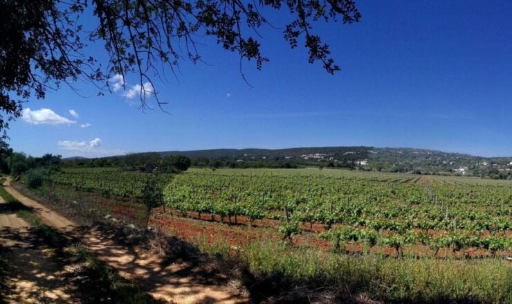 Loulé: Quinta Da Tôr Winery Guided Tour & Wine Tasting - Activity Details
