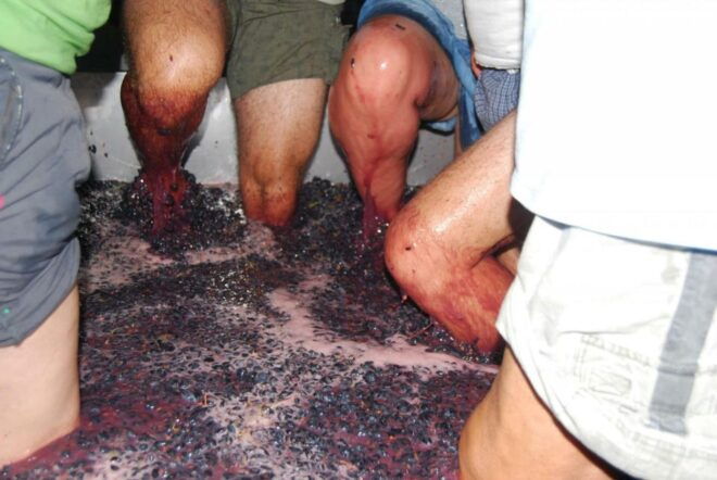 Loulé: Quinta Da Tôr Winery Guided Tour & Wine Tasting - Learn About Quinta Da Tôr