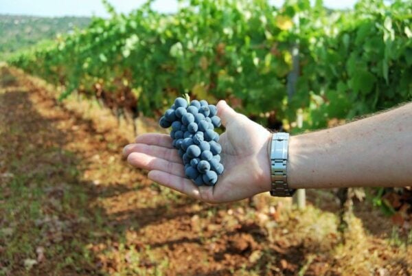 Loulé: Quinta Da Tôr Winery Guided Tour & Wine Tasting - Common Questions