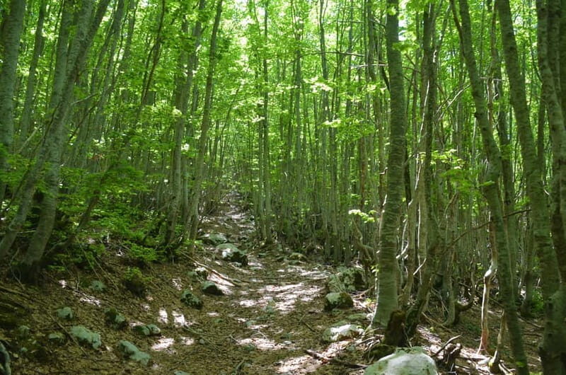 Loven Hiking Private Tour - Why You’ll Love the Loven Hiking Private Tour