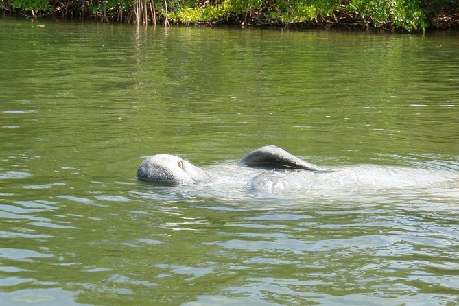 Lovers Key Guided Eco Tour-Mangrove Estuary - Wildlife and Nature