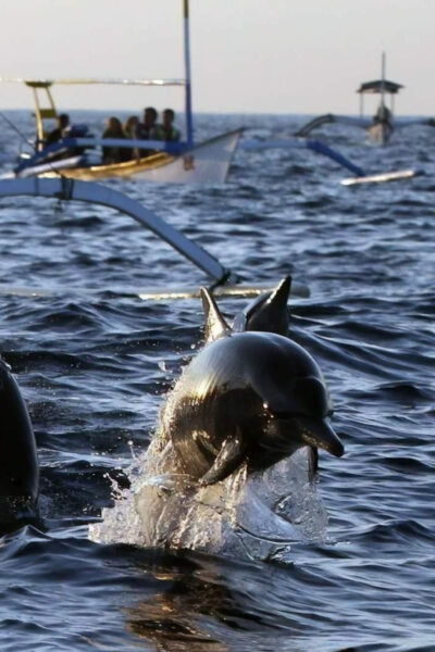 Lovina-Bali: Dolphin Watching & Snorkeling; Hot Spring - Important Considerations