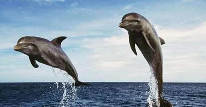 Lovina Beach: Sunrise Dolphin-Watching and Snorkeling Cruise - Highlights