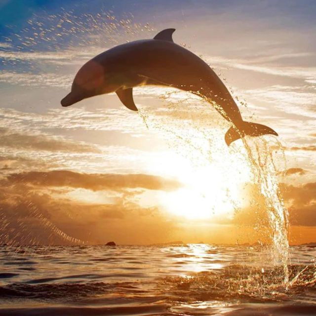 Lovina Beach: Sunrise Dolphin Watching & Snorkling Boat Tour - The Sum Up