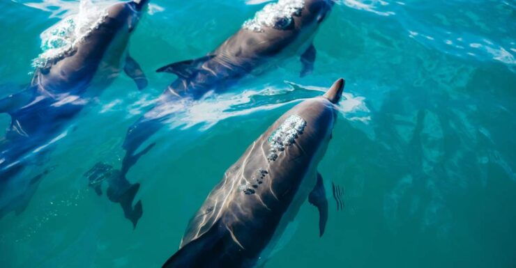 Lovina Dolphin and North Bali Sightseeing - All Inclusive - Tour Overview