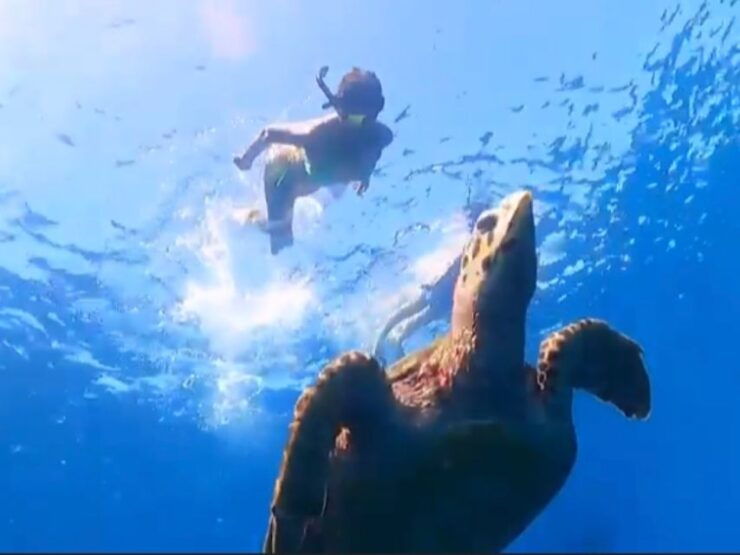 Lovina Dolphin and Snorkeling at Coral Reefs Tickets - Morning Dolphin Watching