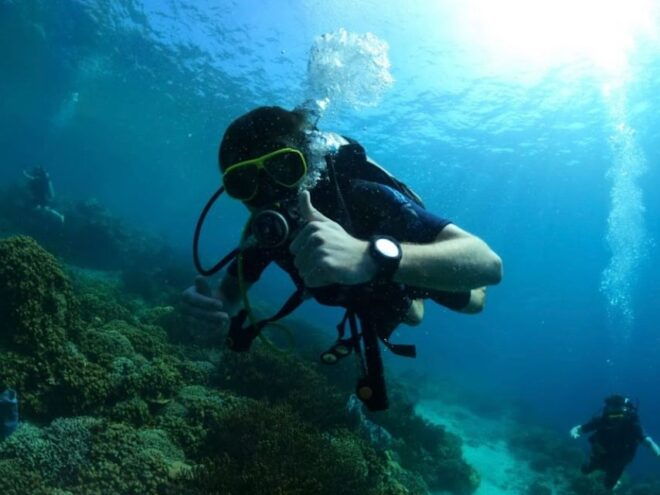 Lovina Dolphin and Snorkeling at Coral Reefs Tickets - Swim With Dolphins Experience