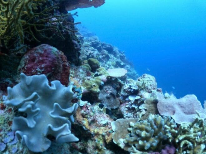 Lovina Dolphin and Snorkeling at Coral Reefs Tickets - Exploring Coral Reefs