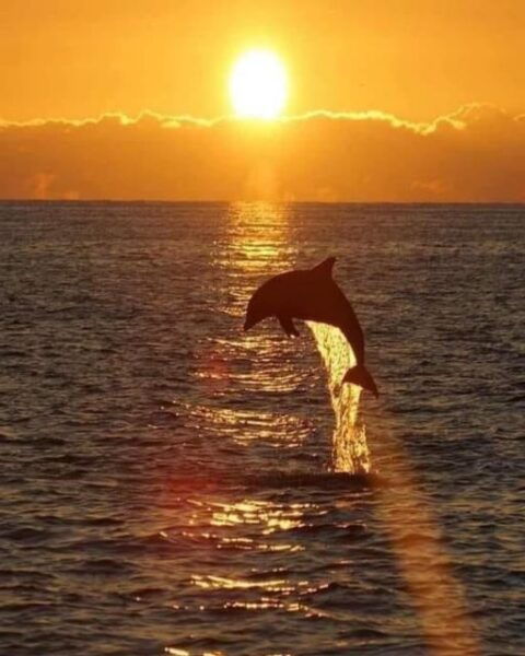 Lovina Dolphin and Snorkeling at Coral Reefs Tickets - Ticket and Trip Details