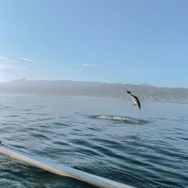 Lovina Dolphin Wacthing Sunrise & Snorkeling Tour - Why Choose Lovina Beach for Dolphin Watching?
