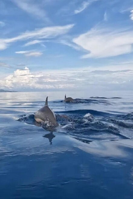 Lovina Dolphin Watching, Snorkeling and Swim With Dolphin - Highlights of the Tour