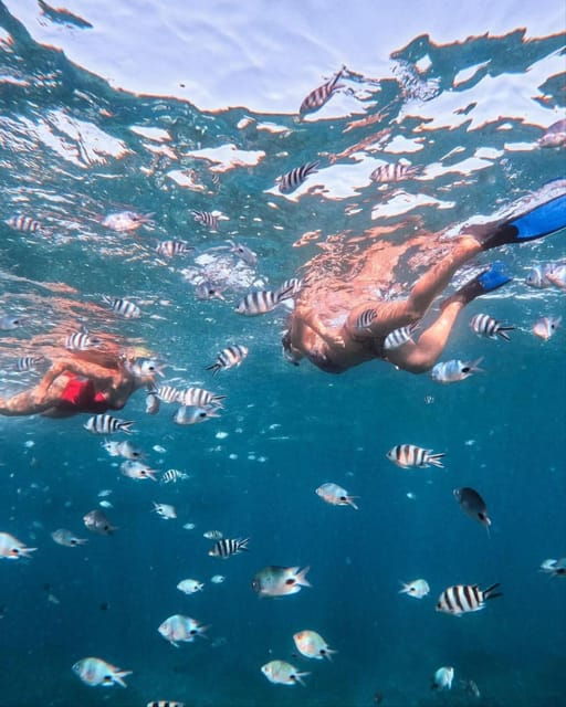 Lovina Dolphin Watching, Snorkeling and Swim With Dolphin - Inclusions and Exclusions