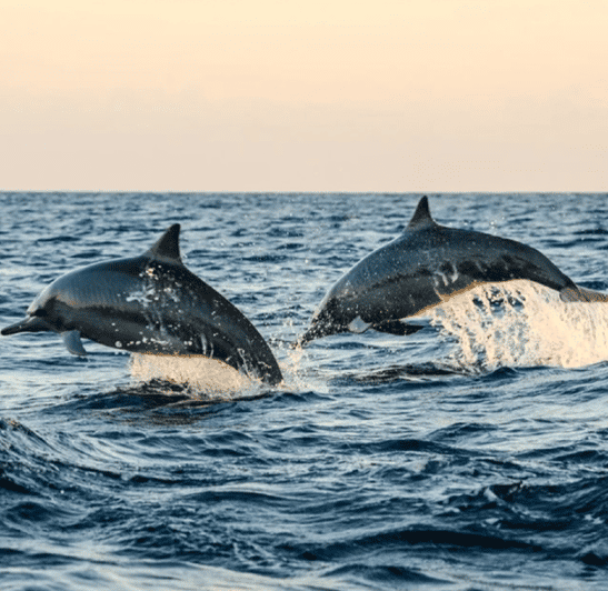 Lovina Dolphin Watching, Snorkeling and Swim With Dolphin - Customer Reviews and Feedback