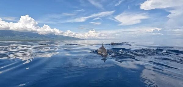 Lovina Dolphin Watching, Snorkeling and Swim With Dolphin - Best Time to Visit