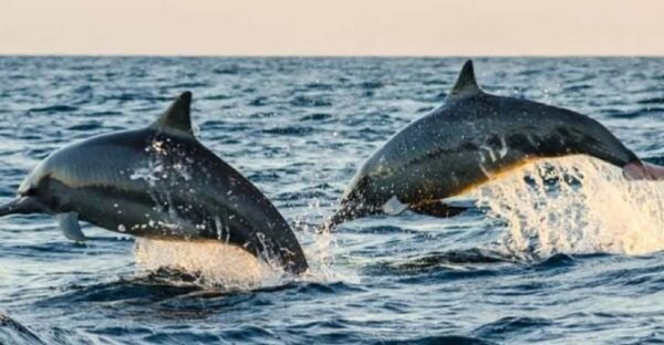 Lovina Dolphin Watching, Snorkeling and Swim With Dolphin - Safety Considerations